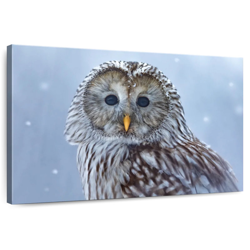 Chouette de l'Oural Brampt dans la neige
