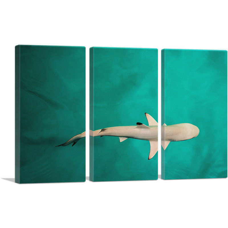 Whitetip Reef Shark - ensemble de 3 reproductions de photos sur toiles tendues, H 40 po x l 60 po x P 0,75 po