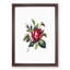 Red Rose Illustration - Framed Print-55616494-55616495
