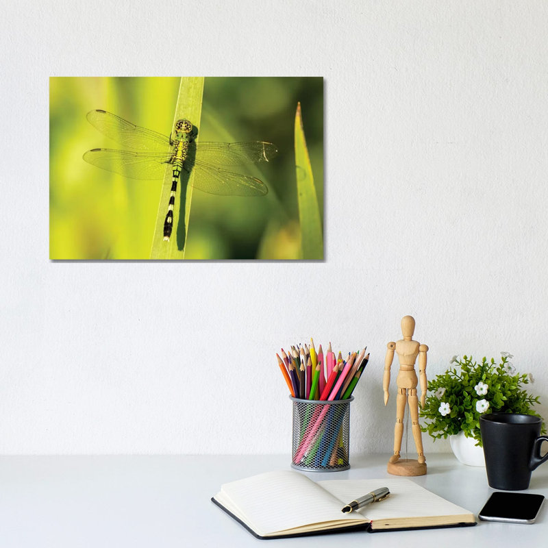 USA, Louisiana, Lake Martin. Green Clearwing Dragonfly On Leaf. by Jaynes Gallery - Wrapped Canvas Print