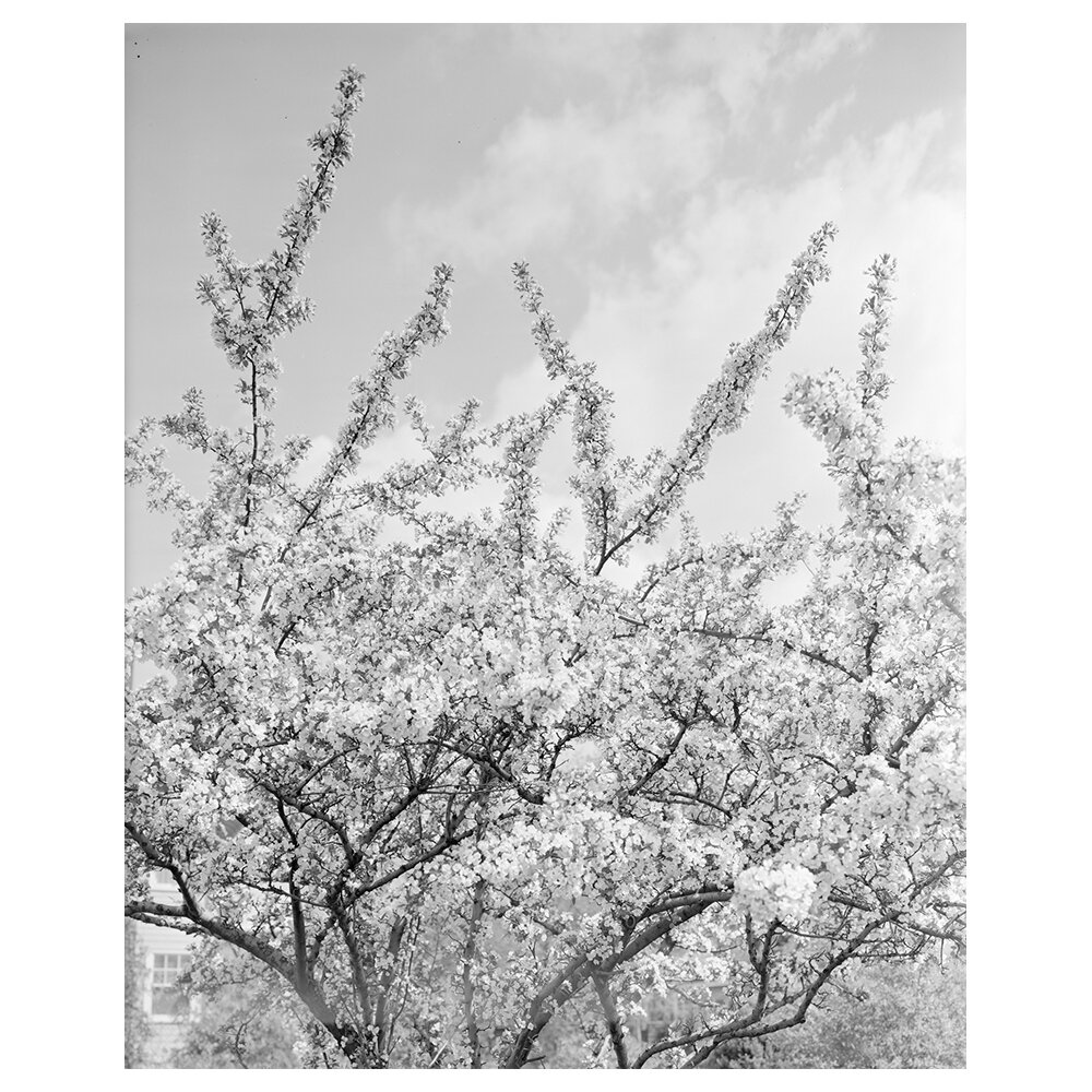 Leinwandbild - Fotografie „White Flowering Branches”