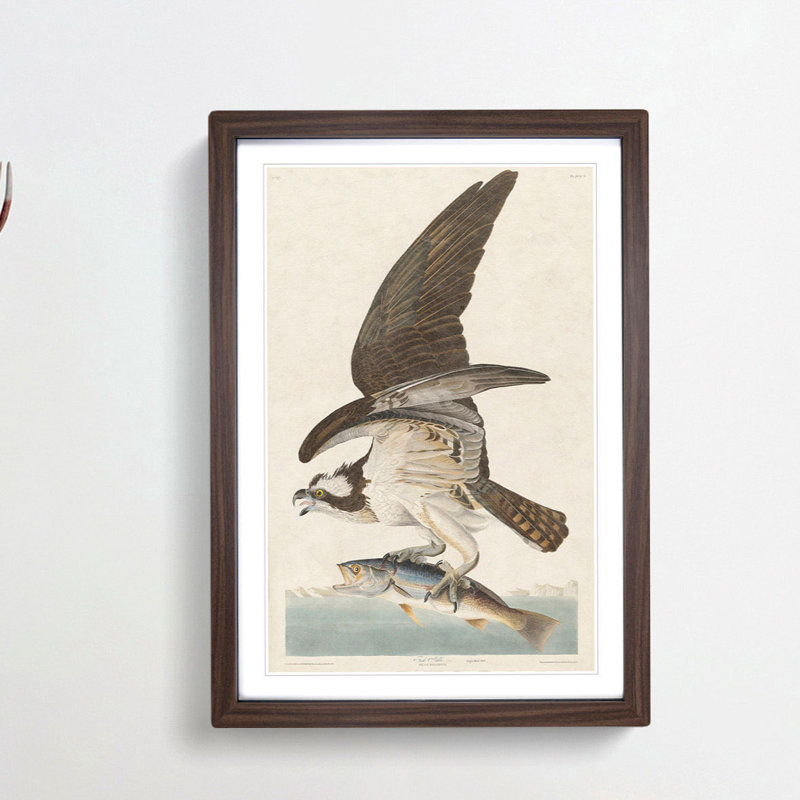 Osprey by John Audubon - Framed Print, Walnut Framed, 48cm H x 36cm W x 2cm D