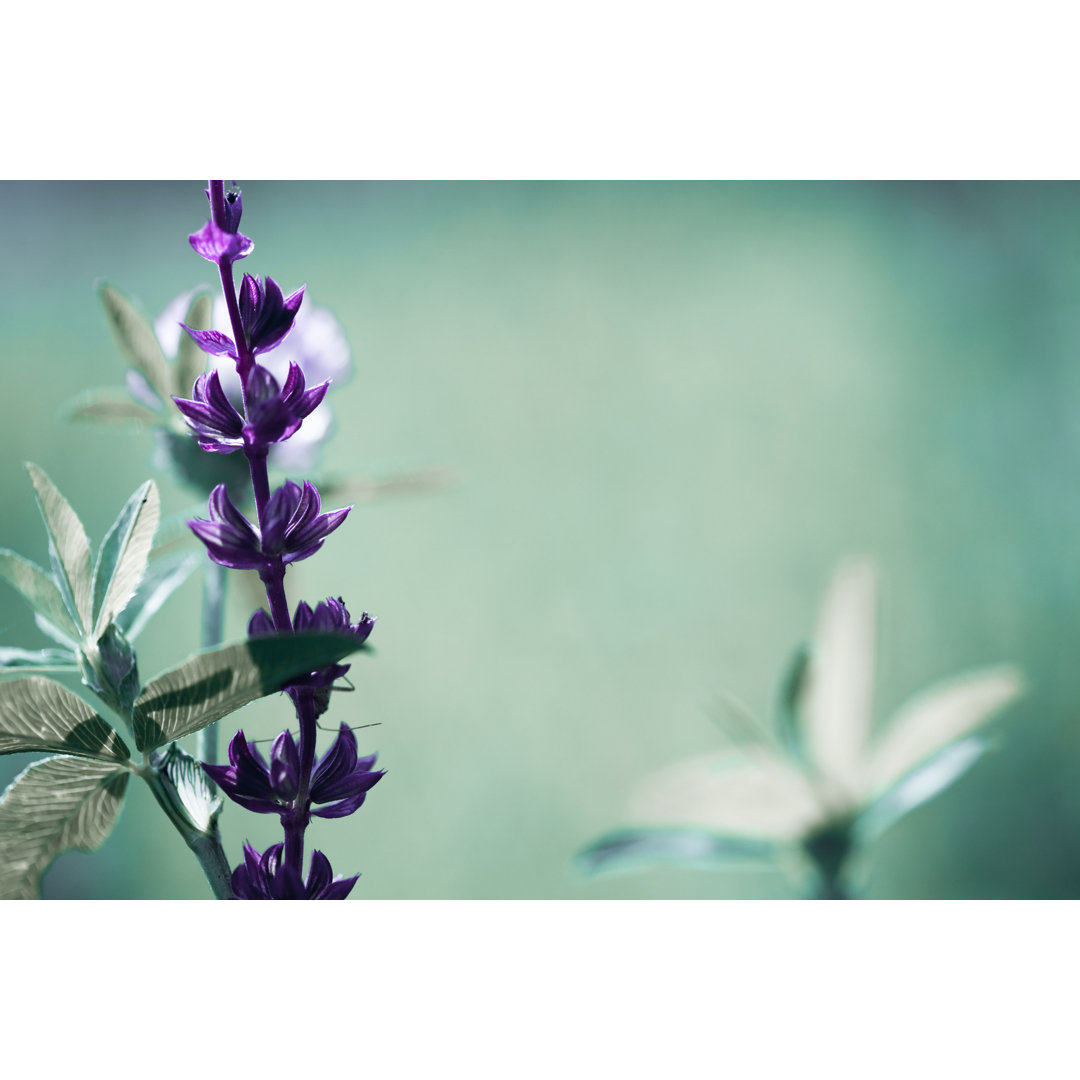 Salvia Leucantha von Jasmina007 - Druck ohne Rahmen auf Leinwand