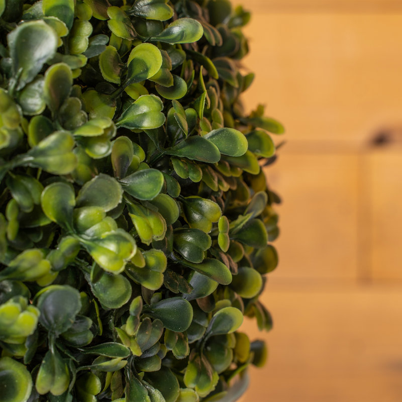 Topiaire buis ball plante