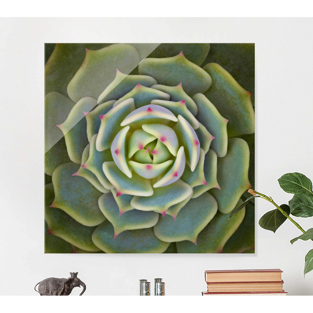 Glasbild Ben Badis Succulent Echeveria