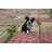 Sitting Boston Terrier Puppy Statue