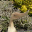 Wilke Duck In Wellies Statue
