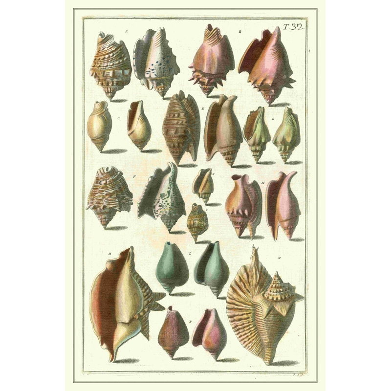 " Seba Shell Collection III " by Albertus Seba, 36" H x 24" W  