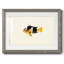 Collection de poissons tropicaux II-1006590448-1006590451