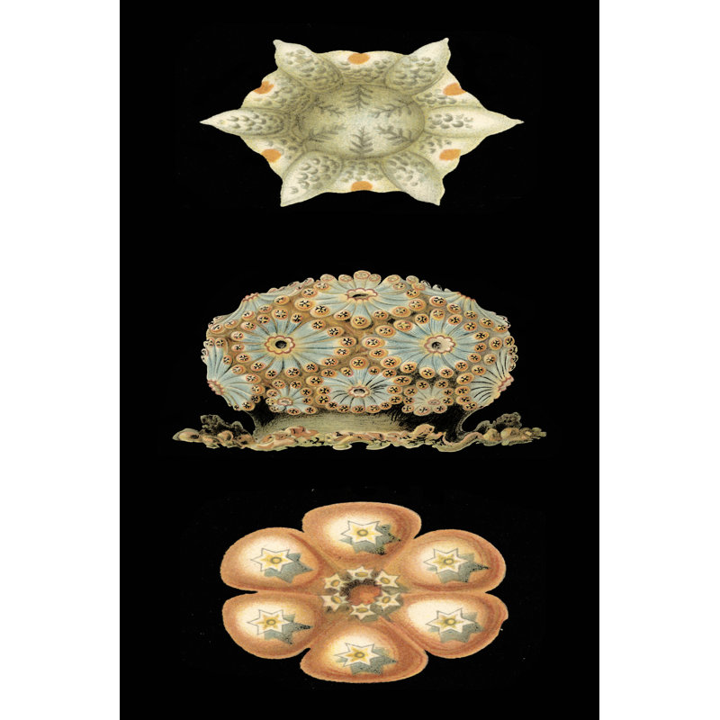 Kaleidoscope Anemone III - Wrapped Canvas Art Prints, 46cm H x 30cm W x 3.8cm D