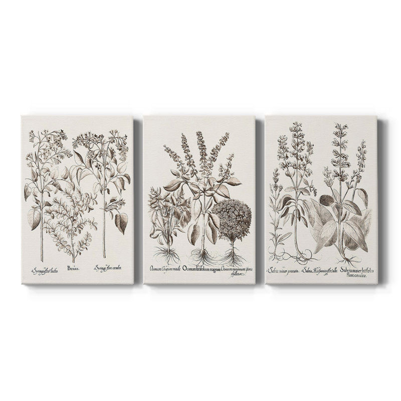 Sépia Besler Botanicals I - Toile tendue avec châssis sur mesure - 3 pièces