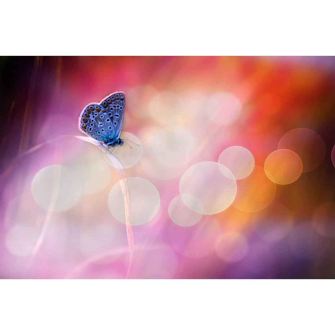 Schmetterling und Bokeh - Grafik ohne Rahmen auf Leinwand