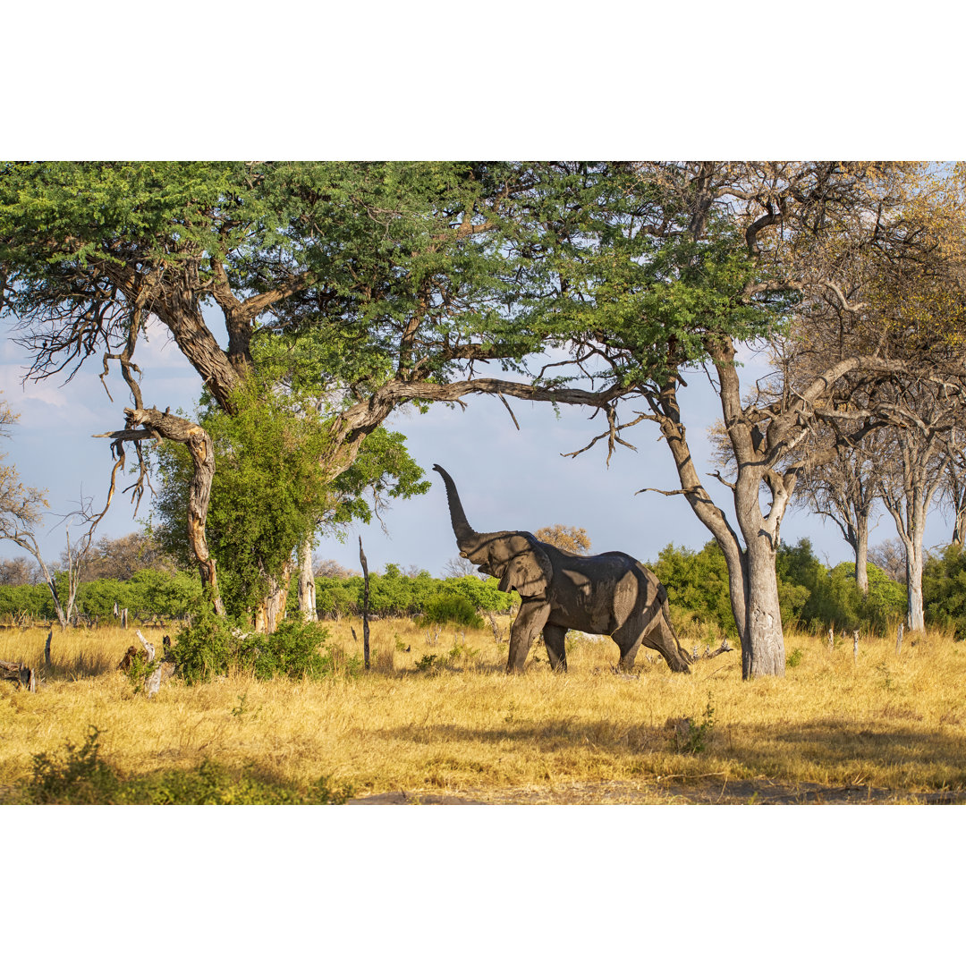 Afrikanischer Elefant von Guenterguni - Leinwandbild