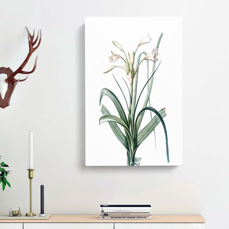 Malgas Lily Flowers by Pierre-Joseph Redoute - Wrapped Canvas, 76cm H x 50cm W x 3cm D