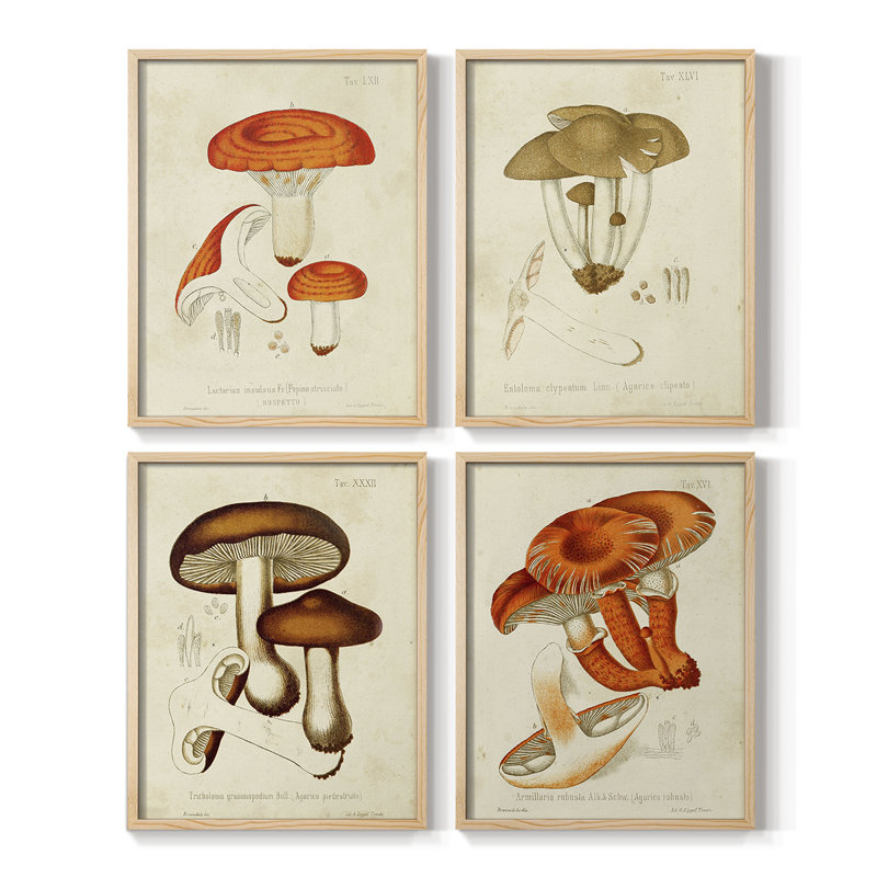 «Mushroom Variétés», reproduction encadrée - ensemble de 4, Noir, H 28 po x l 22 po