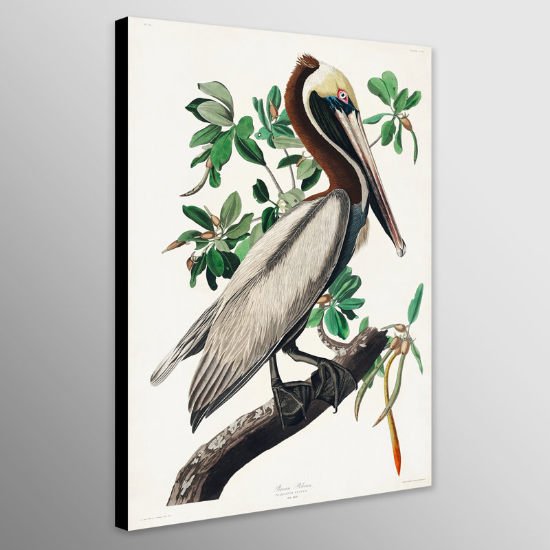 Roseate Spoonbill by John Audubon - Wrapped Canvas Print, 117cm H x 81cm W