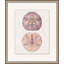 Mauve Shell Study 6 Print