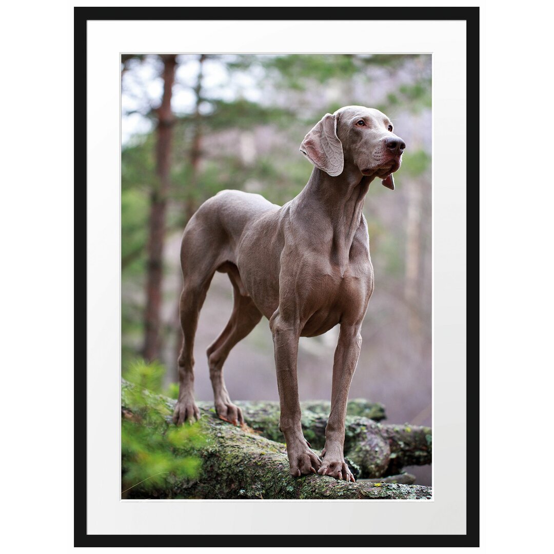 Gerahmtes Poster Edler Weimaraner im Wald