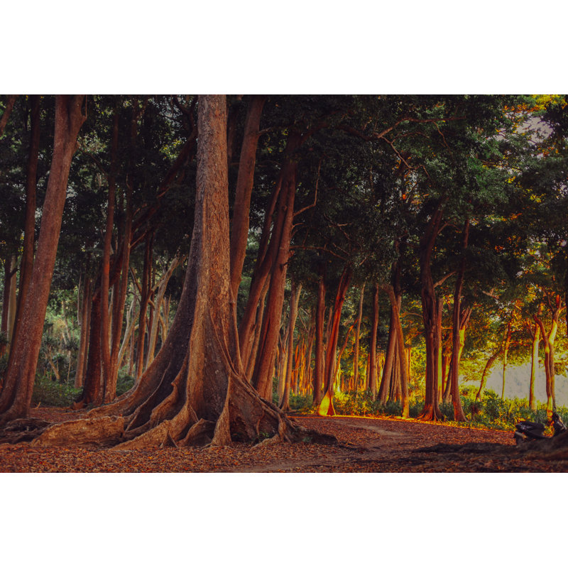 Racines de la forêt tropicale, H 12 po x l 18 po