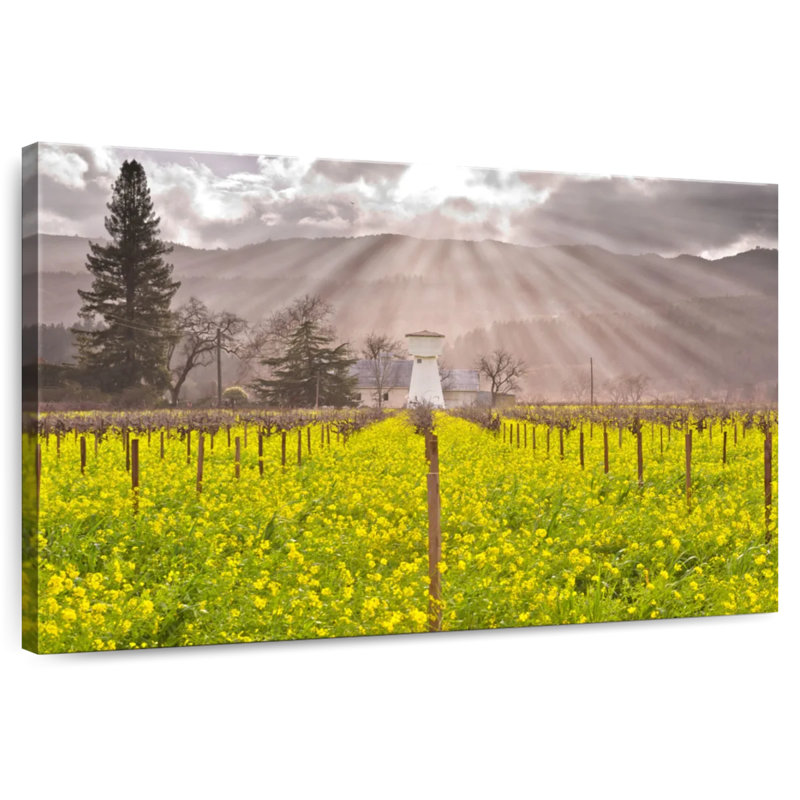Vignes de Napa Valley, H 30 po x l 45 po