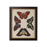 Display Of Butterflies IV Print