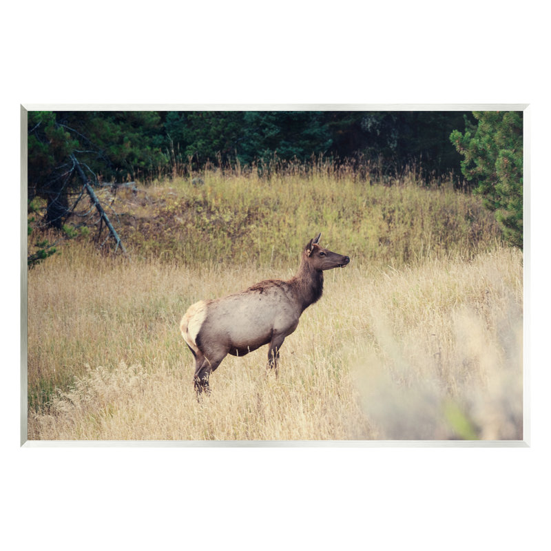«Wild Elk Nature Grove», photographie sur toile flottante par Stede Bonnett, H 13 po x l 19 po x P 0,5 po, Bois