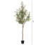 Olive toscane, 67 po