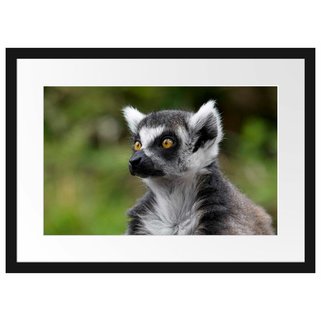 Neugieriger Ringelschwanzlemur Gerahmter fotografischer Kunstdruck