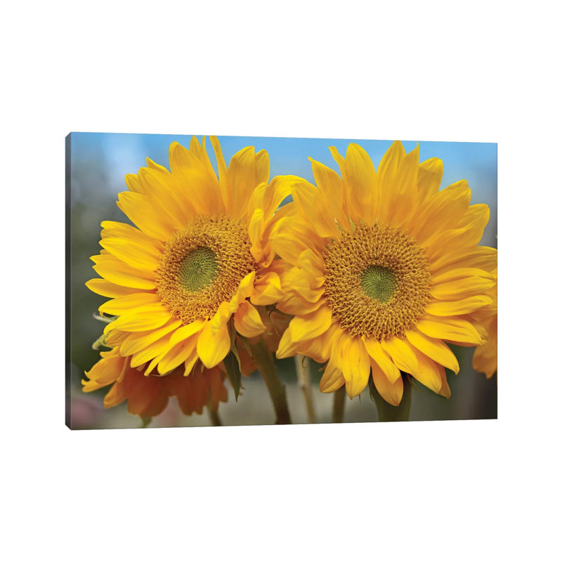 Common Sunflower Flowers, North America by Tim Fitzharris - Wrapped Canvas Print, 20.32 cm H x 30.48 cm W