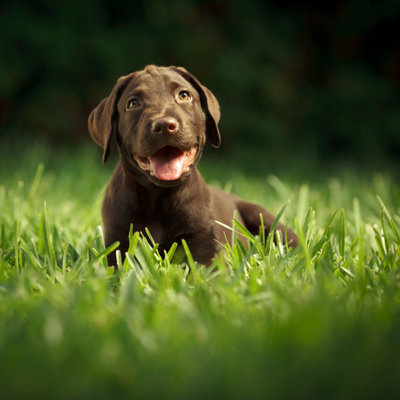 Chocolate Puppy by Thepalmer