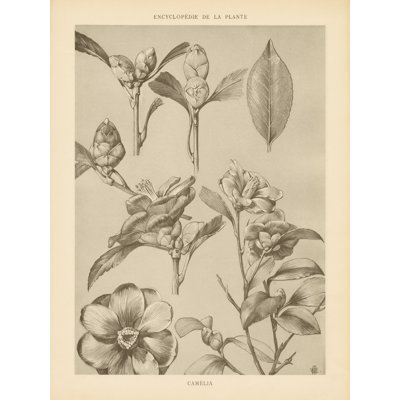 Lithographie «Florals II Crop» par Wild Apple Portfolio - impression sur toile tendue