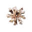 Seashell Burst Napkin Ring in Ivory/Natural