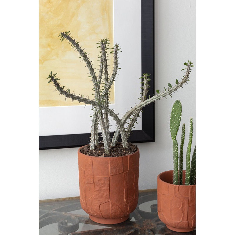 Xanthe Ceramic Pot Planter, 7" H x 6.25" W x 6.25" D