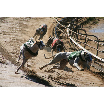 Greyhounds 2 Dogs by Dpmike