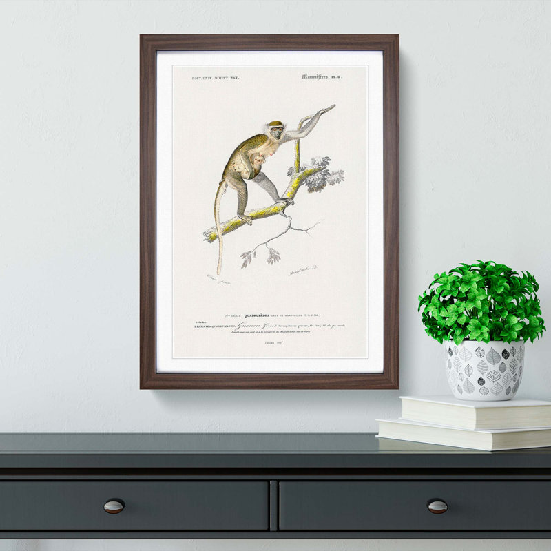 Grivet Monkey PL. 6 by Charles D'Orbigny - Picture Frame Painting Print, Walnut Framed, 36cm H x 27cm W x 2cm D