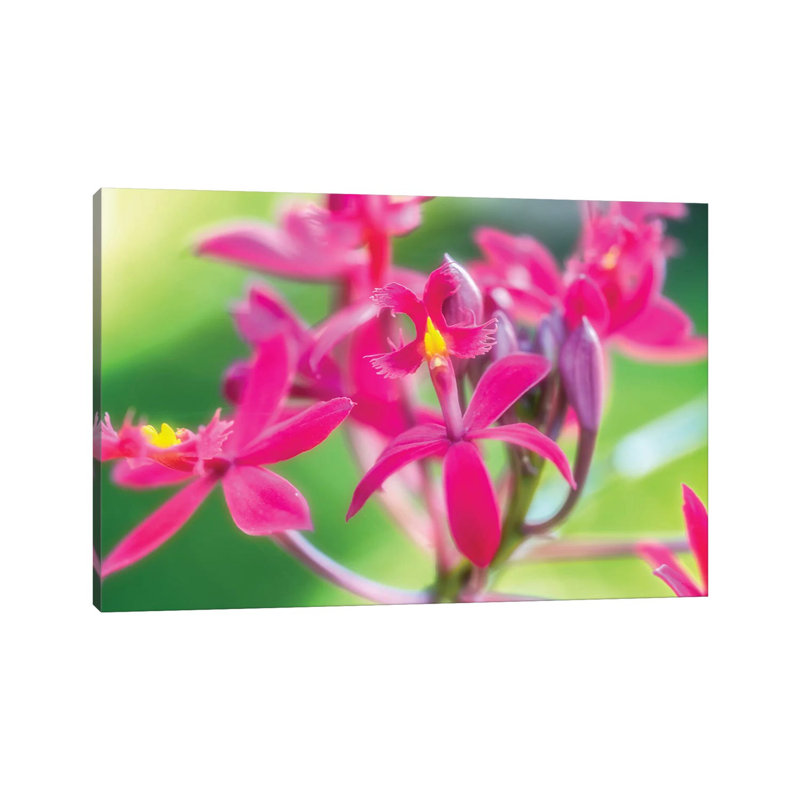 Pink Orchid Flower 1 Piece Wrapped Canvas Wall Art, 30.48cm H x 45.72cm W x 1.905cm D