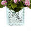 Variegated Pink/White Kalanchoe Arrangement