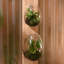 Terrarium en verre Jsoeph-709767255