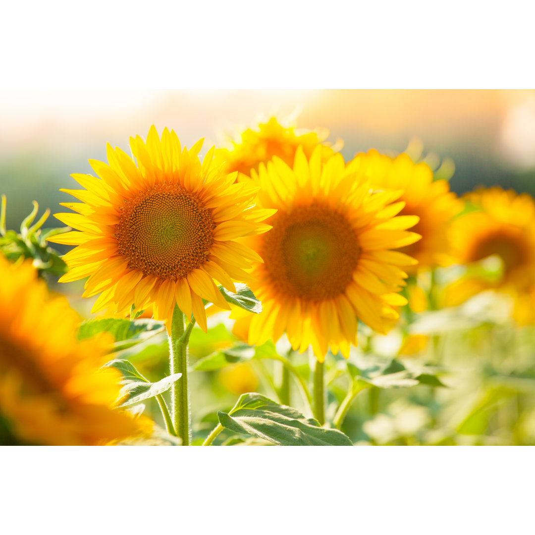 Sonnenblumen