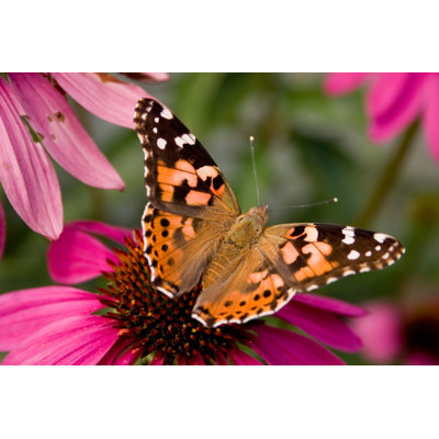 " Painted Lady Butterfly " by Corey T. Burns