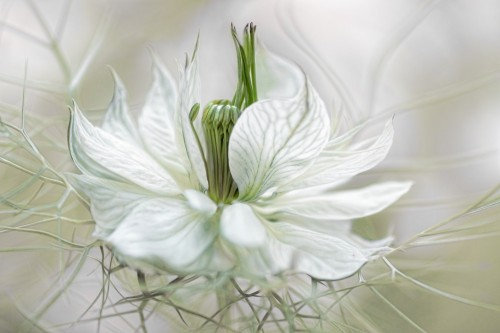 Wrapped Canvas Print, 50.8 cm H x 76.2 cm W