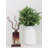 Kashtan Plant / Floral Diffuser
