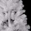 Christmas Tree-1364805849