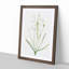 Ornithogalum Flowers by Pierre-Joseph Redoute - Picture Frame Painting Print-55577898-55577896