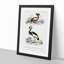 Bird Illustrations PL. 9 by Charles d Orbigny - Framed Print-55457182-55457185