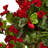 Geranium Hanging Basket UV Resistant (Indoor/Outdoor)-124156862
