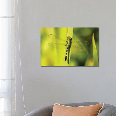 USA, Louisiana, Lake Martin. Green Clearwing Dragonfly On Leaf. by Jaynes Gallery - Wrapped Canvas Print