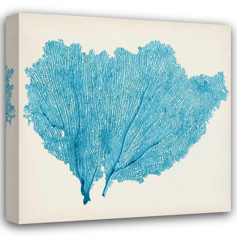 Art sur toile tendue Beachcrest Home Vision Studio Gallery: Sea Fan IV