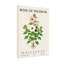 «Plants & Flowers Rose Of Sharon», reproduction botanique-1428545740