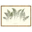 Lady Fern Garden Print by Sandy Whitaker-1548138430